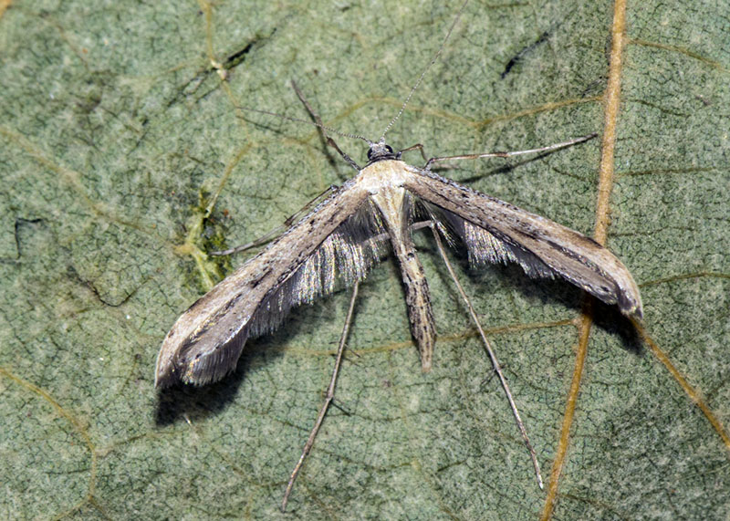 Pterophoridae: Emmelina monodactyla